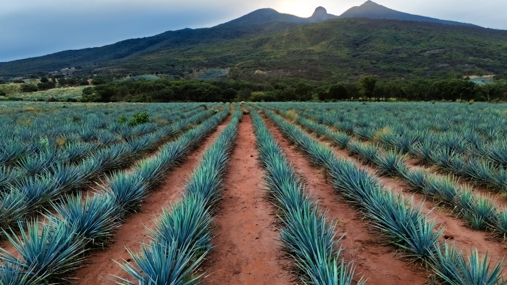 agave